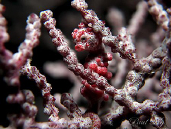Pgymy Seahorse. Taken in Anilao with Canon Compact S80 wi... by Paul Ng 